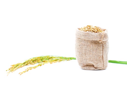 Rice of paddy Golden yellow in a sack on a white background