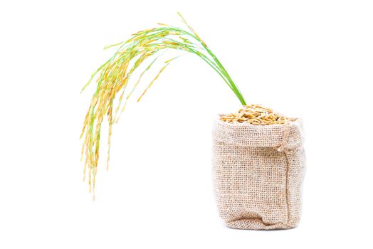 Rice of paddy Golden yellow in a sack on a white background