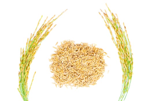 Rice of paddy Golden yellow on a white background