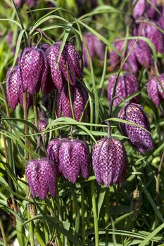 Fritillaria meleagris commonly known as snake's head fritillary a common spring flowering bulb plant