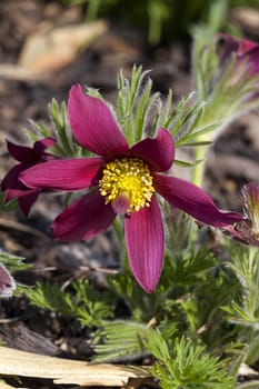 Pulsatilla vulgaris 'Pinwheel Dark Red Shades' a spring  red perennial flower plant commomly known as pasque flower