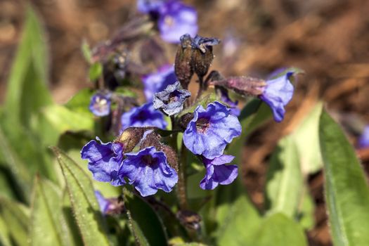 Pulmonaria 'Blue Ensign'  a spring blue perennial flower plant commomly known as lungwort