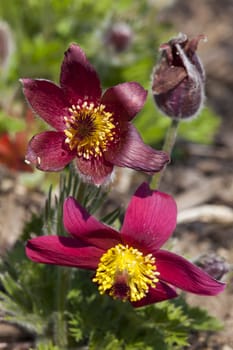 Pulsatilla vulgaris 'Pinwheel Dark Red Shades' a spring  red perennial flower plant commomly known as pasque flower