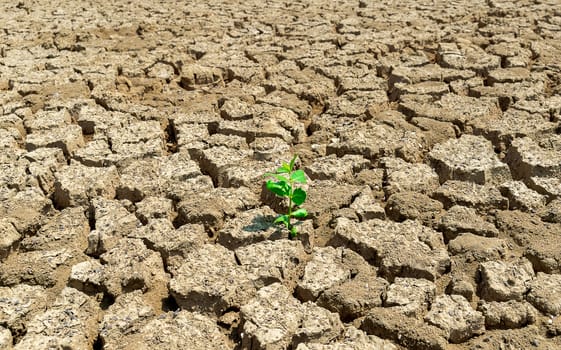 Drought soil tree on the ground of ecology and the environment