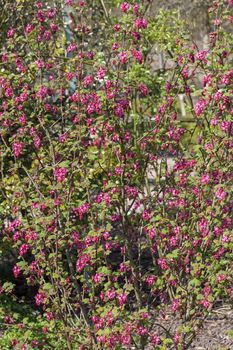 Ribes sanguineum 'King edward VII' an early spring dark red flower shrub commonly known as  flowering currant