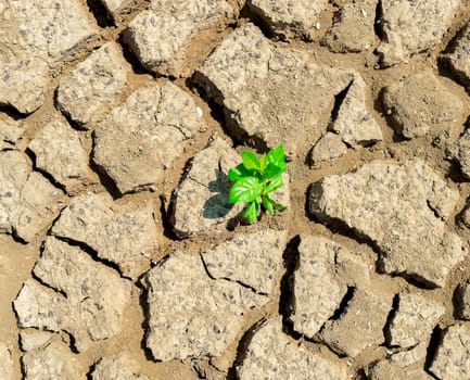 Drought soil tree on the ground of ecology and the environment