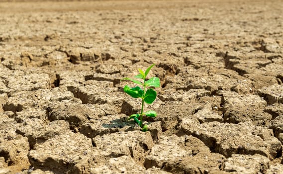 Drought soil tree on the ground of ecology and the environment