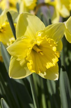 Daffodil (narcissus) 'Saint Patrick's Day' growing outdoors in the spring season