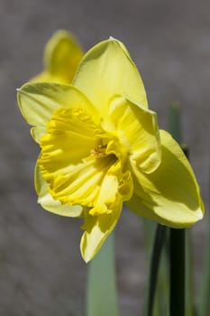 Daffodil (narcissus) 'Saint Patrick's Day' growing outdoors in the spring season