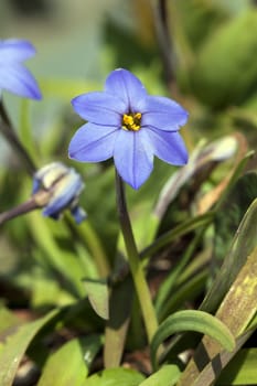 Ipheion 'Jessie'  a spring blue perennial flower plant commomly known as starflower