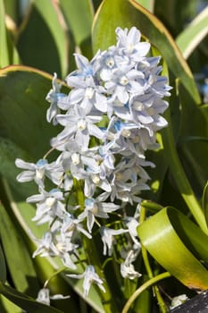 Puschkinia scilloides a spring white blue perennial flower plant commomly known as Russian snowdrop