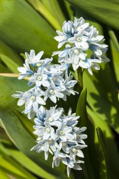 Puschkinia scilloides a spring white blue perennial flower plant commomly known as Russian snowdrop