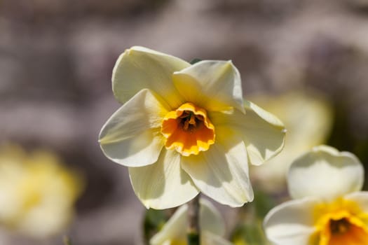 Daffodil (narcissus) growing outdoors in the spring season