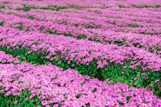 Flowers chrysanthemum in the garden for outdoor