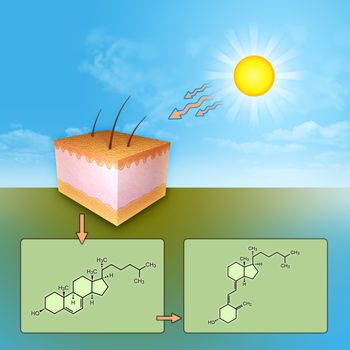The synthesis of vitamin D through UV rays skin exposure. Digital illustration.