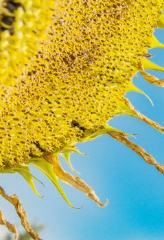 Blooming sunflower against the blue sky on a Sunny summer day.