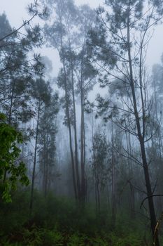 Fog in the forest at the portuguese national park, Geres, Portugal