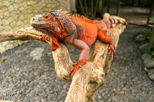 Beautiful Red Iguana on wood, animal closeup. Orange colored Iguana sits on driftwood and looking at the camera. A subspecies of the Red Morph. Shy animal red iguana that is perched on a dry branch.