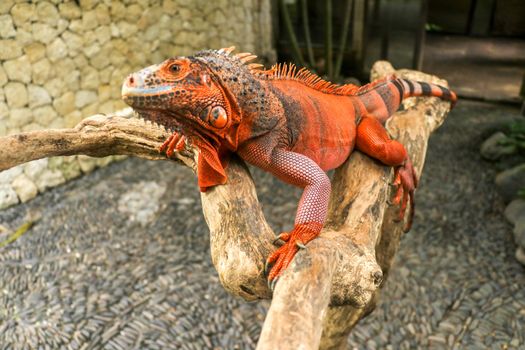Beautiful Red Iguana on wood, animal closeup. Orange colored Iguana sits on driftwood and looking at the camera. A subspecies of the Red Morph. Shy animal red iguana that is perched on a dry branch.