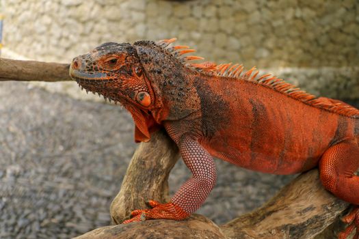 Beautiful Red Iguana on wood, animal closeup. Orange colored Iguana sits on driftwood and looking at the camera. A subspecies of the Red Morph. Shy animal red iguana that is perched on a dry branch.