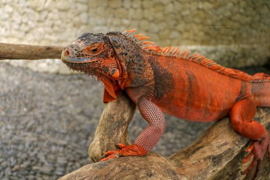 Beautiful Red Iguana on wood, animal closeup. Orange colored Iguana sits on driftwood and looking at the camera. A subspecies of the Red Morph. Shy animal red iguana that is perched on a dry branch.