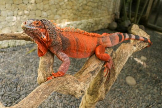 The male red iguana spending time in the tree looking for female iguana. Iguana - close up detail of an iguana camouflaged in nature, a red iguana. Beautiful red iguana on wood, animal closeup.