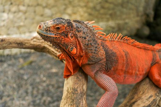 Close-up Head of Reptile. Young male Red Iguana detail of an iguana camouflaged in nature. This type of iguana is dark red to orange. Many red iguanas are preserved in Indonesia.