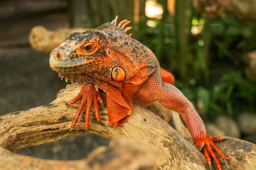 Beautiful Red Iguana on wood, animal closeup. Orange colored Iguana sits on driftwood and looking at the camera. A subspecies of the Red Morph. Shy animal red iguana that is perched on a dry branch.