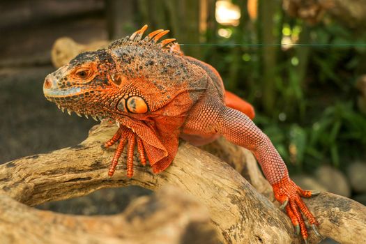 Beautiful Red Iguana on wood, animal closeup. Orange colored Iguana sits on driftwood and looking at the camera. A subspecies of the Red Morph. Shy animal red iguana that is perched on a dry branch.