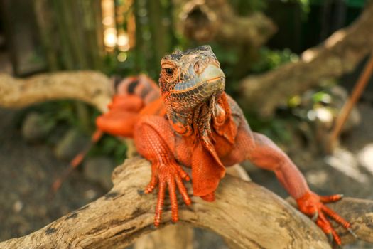 Close-up Head of Reptile. Young male Red Iguana detail of an iguana camouflaged in nature. This type of iguana is dark red to orange. Many red iguanas are preserved in Indonesia.