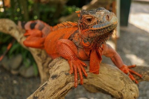 Close-up Head of Reptile. Young male Red Iguana detail of an iguana camouflaged in nature. This type of iguana is dark red to orange. Many red iguanas are preserved in Indonesia.