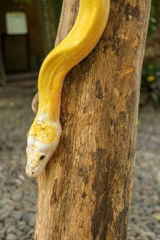 Adult individual snake strangler on dry branch. Close up of a yellow snake boa wrapped around a tree branch and looking arround. Curious python albino. Close-up Head of Reptile on Bali, Indonesia.