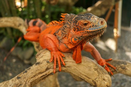 Close-up Head of Reptile. Young male Red Iguana detail of an iguana camouflaged in nature. This type of iguana is dark red to orange. Many red iguanas are preserved in Indonesia.