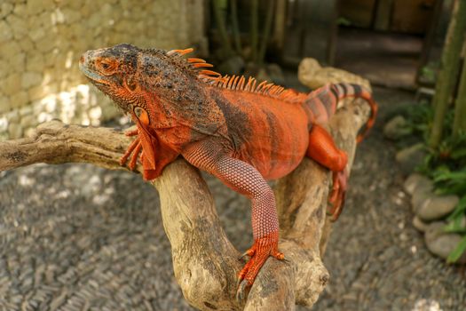 Beautiful Red Iguana on wood, animal closeup. Orange colored Iguana sits on driftwood and looking at the camera. A subspecies of the Red Morph. Shy animal red iguana that is perched on a dry branch.