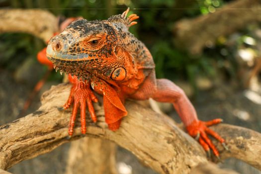 Close-up Head of Reptile. Young male Red Iguana detail of an iguana camouflaged in nature. This type of iguana is dark red to orange. Many red iguanas are preserved in Indonesia.