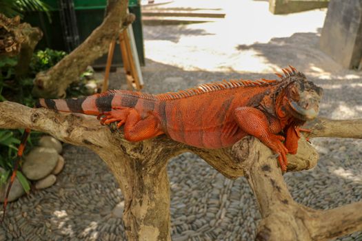 The male red iguana spending time in the tree looking for female iguana. Iguana - close up detail of an iguana camouflaged in nature, a red iguana. Beautiful red iguana on wood, animal closeup.