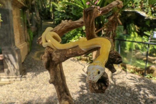 Adult individual snake strangler on dry branch. Close up of a yellow snake boa wrapped around a tree branch and looking arround. Curious python albino. Close-up Head of Reptile on Bali, Indonesia.