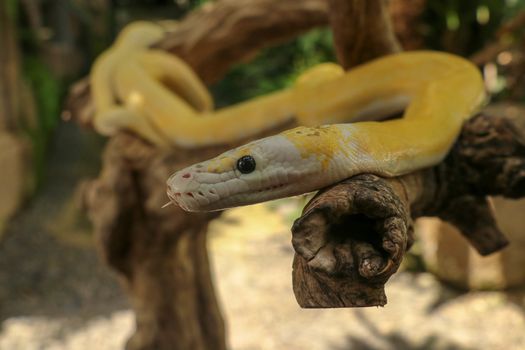 Adult individual snake strangler on dry branch. Close up of a yellow snake boa wrapped around a tree branch and looking arround. Curious python albino. Close-up Head of Reptile on Bali, Indonesia.
