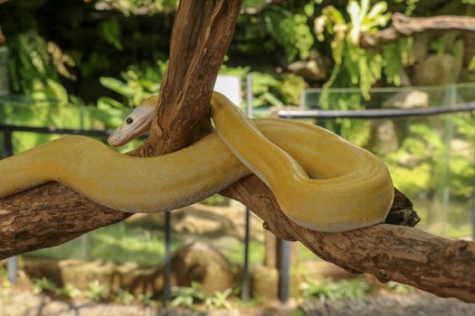 Adult individual snake strangler on dry branch. Close up of a yellow snake boa wrapped around a tree branch and looking arround. Curious python albino. Close-up Head of Reptile on Bali, Indonesia.