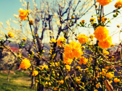 Liguria, Italy – 06/24/2020: Beautiful caption of the cherry tree and other different fruit plants with first amazing winter flowers in the village and an incredible blue sky in the background.