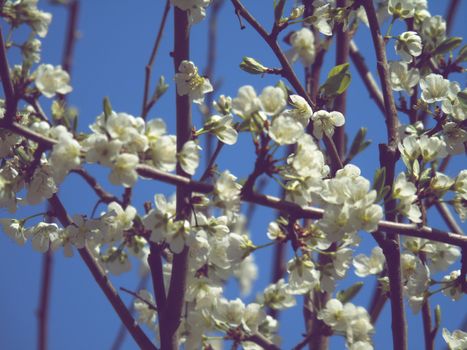 Liguria, Italy – 06/24/2020: Beautiful caption of the cherry tree and other different fruit plants with first amazing winter flowers in the village and an incredible blue sky in the background.