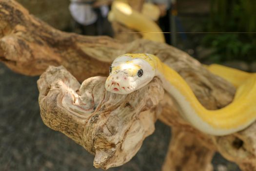 Adult individual snake strangler on dry branch. Close up of a yellow snake boa wrapped around a tree branch and looking arround. Curious python albino. Close-up Head of Reptile on Bali, Indonesia.
