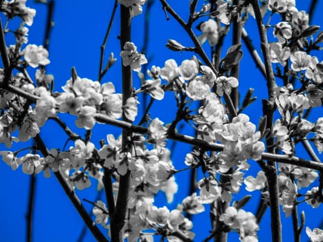 Liguria, Italy – 06/24/2020: Beautiful caption of the cherry tree and other different fruit plants with first amazing winter flowers in the village and an incredible blue sky in the background.