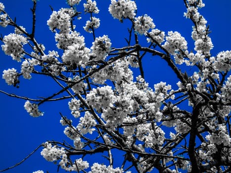 Liguria, Italy – 06/24/2020: Beautiful caption of the cherry tree and other different fruit plants with first amazing winter flowers in the village and an incredible blue sky in the background.