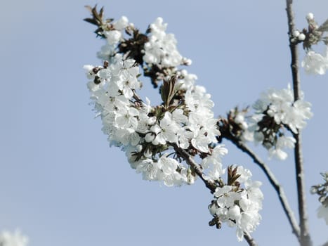 Liguria, Italy – 06/24/2020: Beautiful caption of the cherry tree and other different fruit plants with first amazing winter flowers in the village and an incredible blue sky in the background.