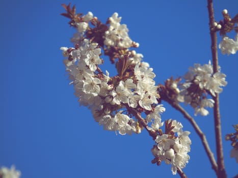 Liguria, Italy – 06/24/2020: Beautiful caption of the cherry tree and other different fruit plants with first amazing winter flowers in the village and an incredible blue sky in the background.