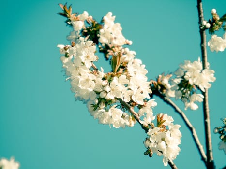 Liguria, Italy – 06/24/2020: Beautiful caption of the cherry tree and other different fruit plants with first amazing winter flowers in the village and an incredible blue sky in the background.