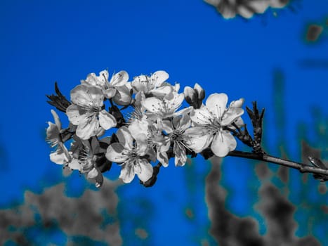 Liguria, Italy – 06/24/2020: Beautiful caption of the cherry tree and other different fruit plants with first amazing winter flowers in the village and an incredible blue sky in the background.