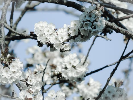 Liguria, Italy – 06/24/2020: Beautiful caption of the cherry tree and other different fruit plants with first amazing winter flowers in the village and an incredible blue sky in the background.