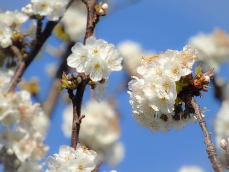 Liguria, Italy – 06/24/2020: Beautiful caption of the cherry tree and other different fruit plants with first amazing winter flowers in the village and an incredible blue sky in the background.